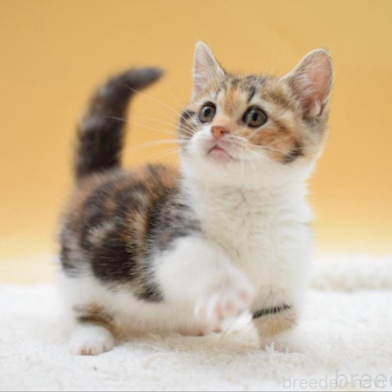 販売中の栃木県のマンチカン(短足)-134240