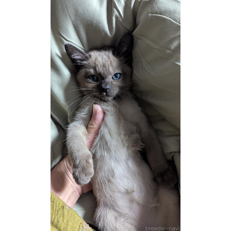 販売中の滋賀県のトンキニーズ-134241の1枚目