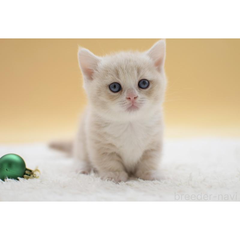 販売中の栃木県のマンチカン(短足)-134242の7枚目