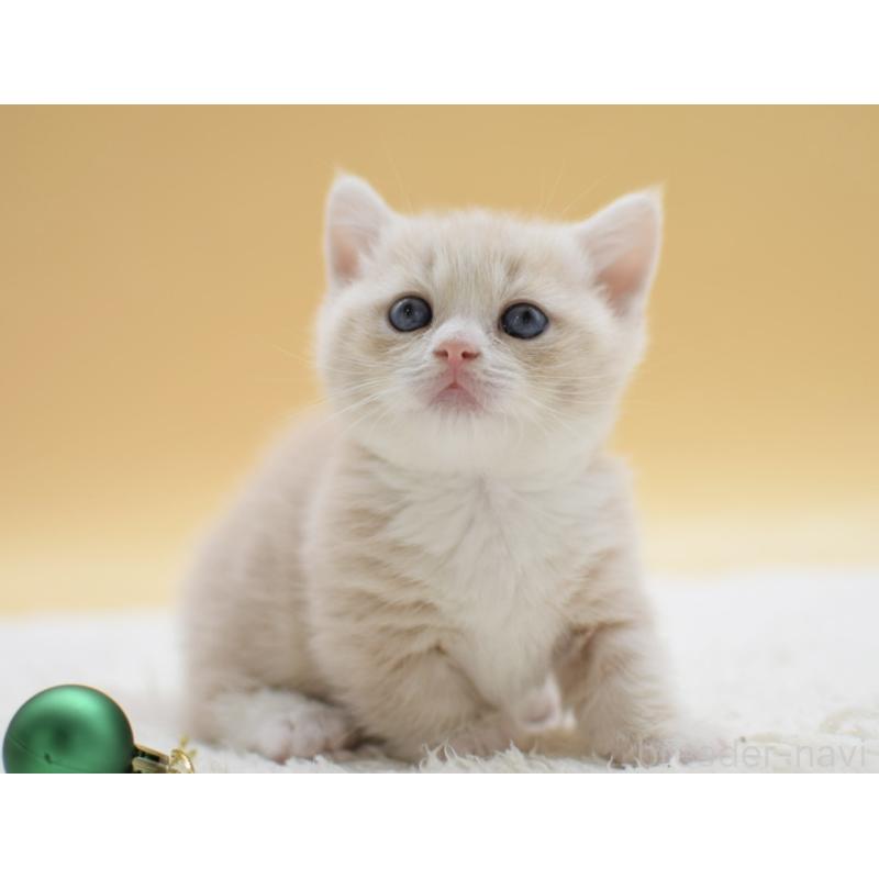 販売中の栃木県のマンチカン(短足)-134242の6枚目