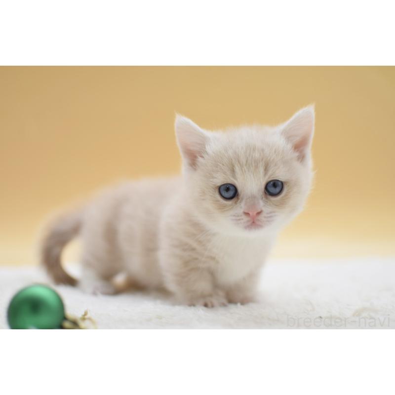 販売中の栃木県のマンチカン(短足)-134242の5枚目