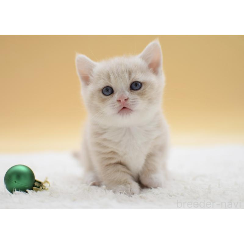 販売中の栃木県のマンチカン(短足)-134242の4枚目