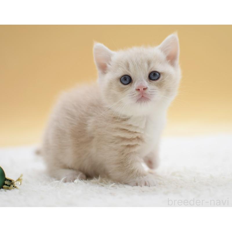 販売中の栃木県のマンチカン(短足)-134242の3枚目