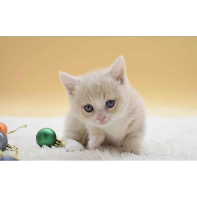 販売中の栃木県のマンチカン(短足)-134242の2枚目