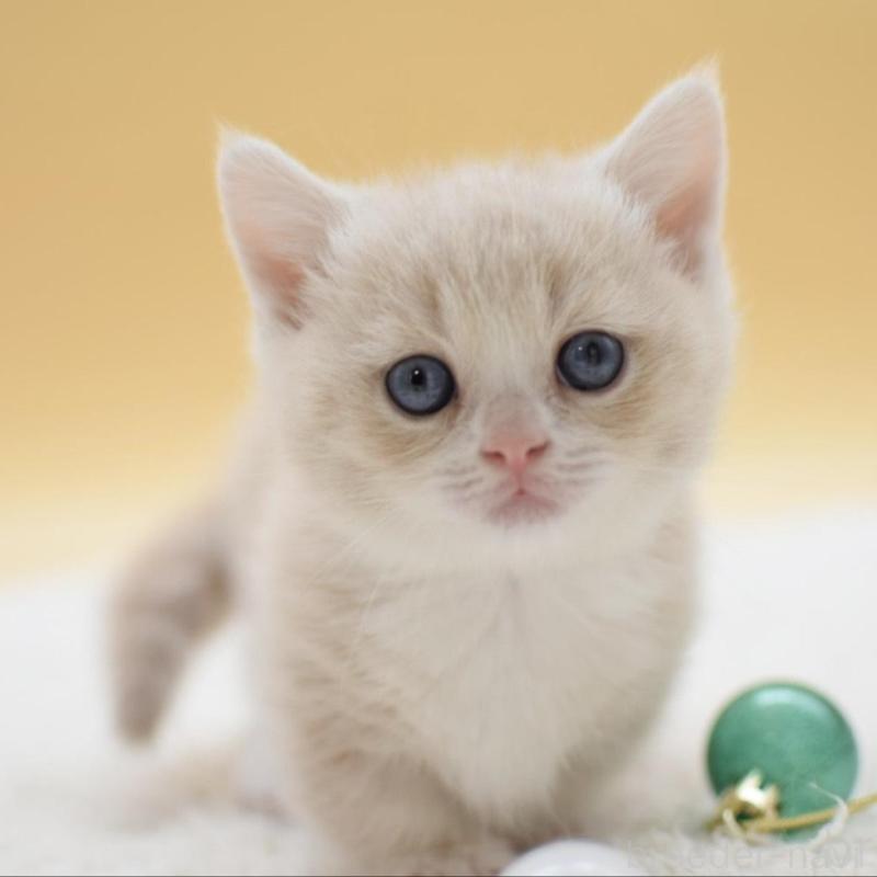 販売中の栃木県のマンチカン(短足)-134242