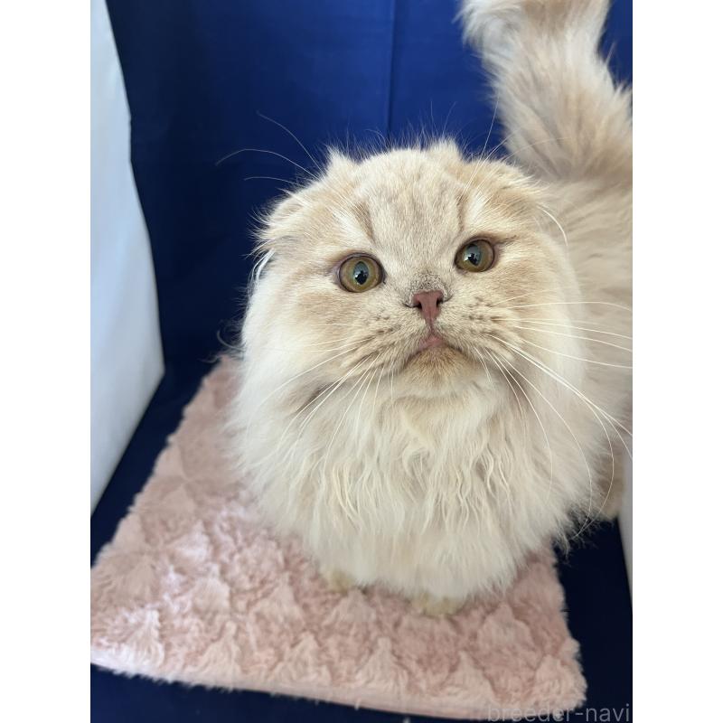 販売中の富山県のフォールデックス-127481