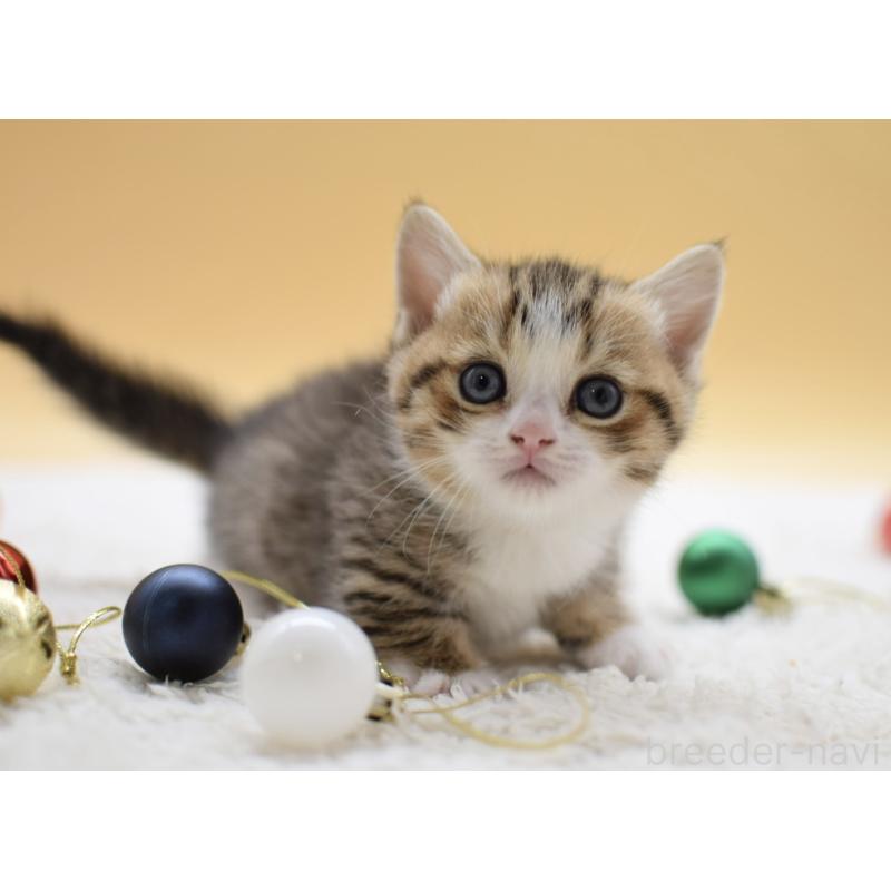 販売中の栃木県のマンチカン(短足)-134243の8枚目