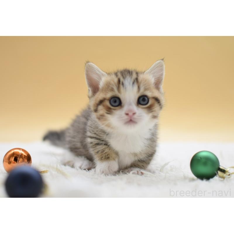 販売中の栃木県のマンチカン(短足)-134243の7枚目