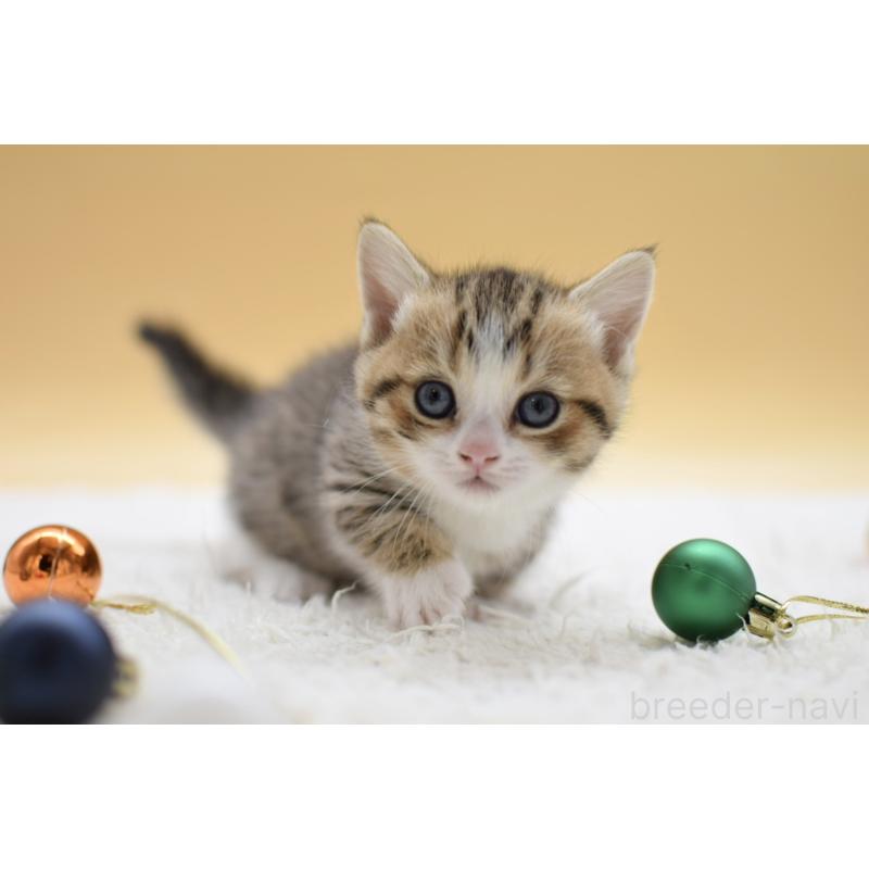 販売中の栃木県のマンチカン(短足)-134243の6枚目