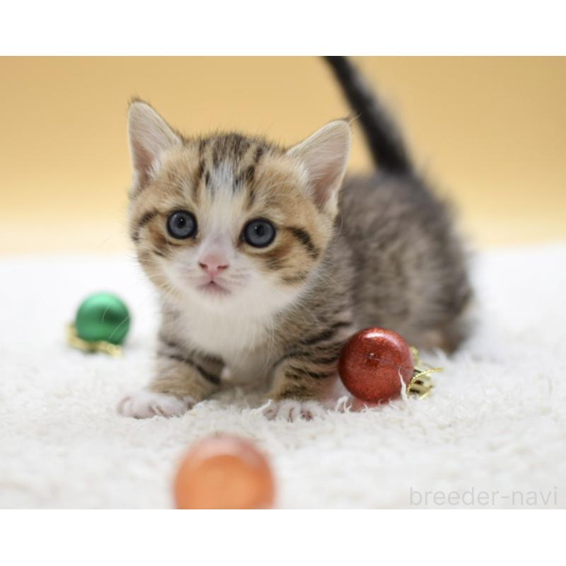 販売中の栃木県のマンチカン(短足)-134243の5枚目