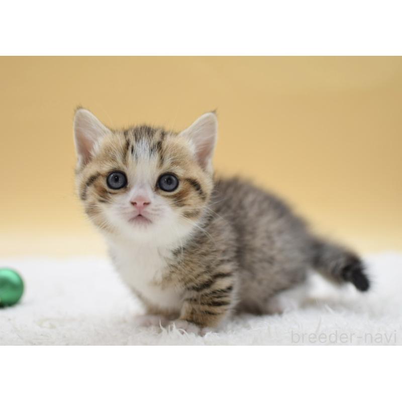 販売中の栃木県のマンチカン(短足)-134243の4枚目