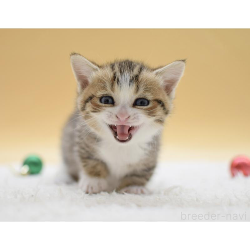 販売中の栃木県のマンチカン(短足)-134243の3枚目