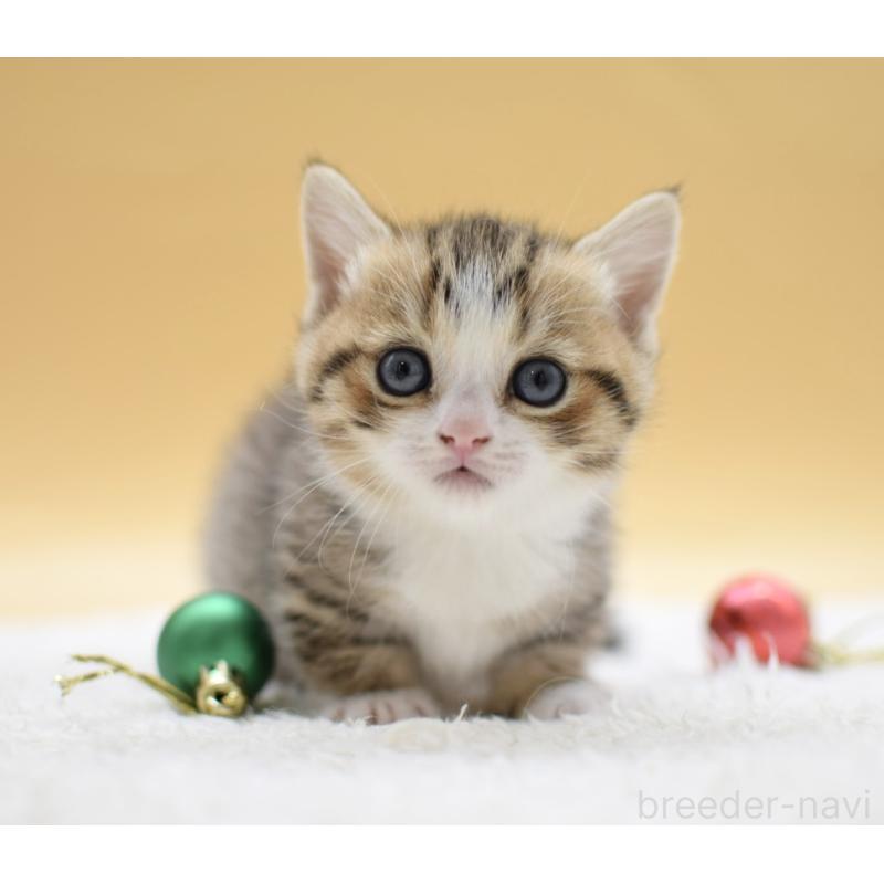 販売中の栃木県のマンチカン(短足)-134243の2枚目