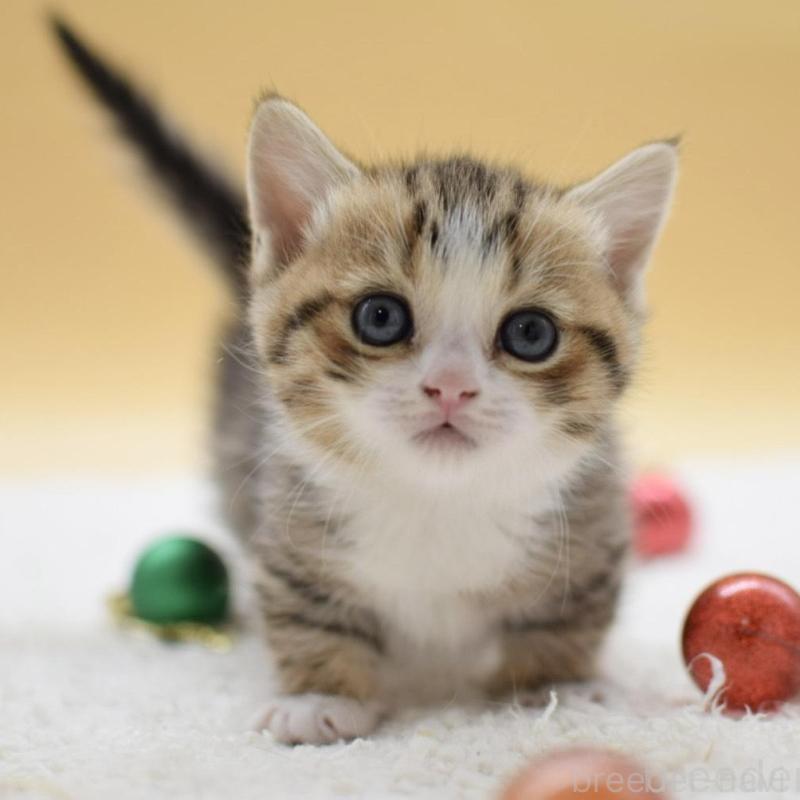 販売中の栃木県のマンチカン(短足)-134243