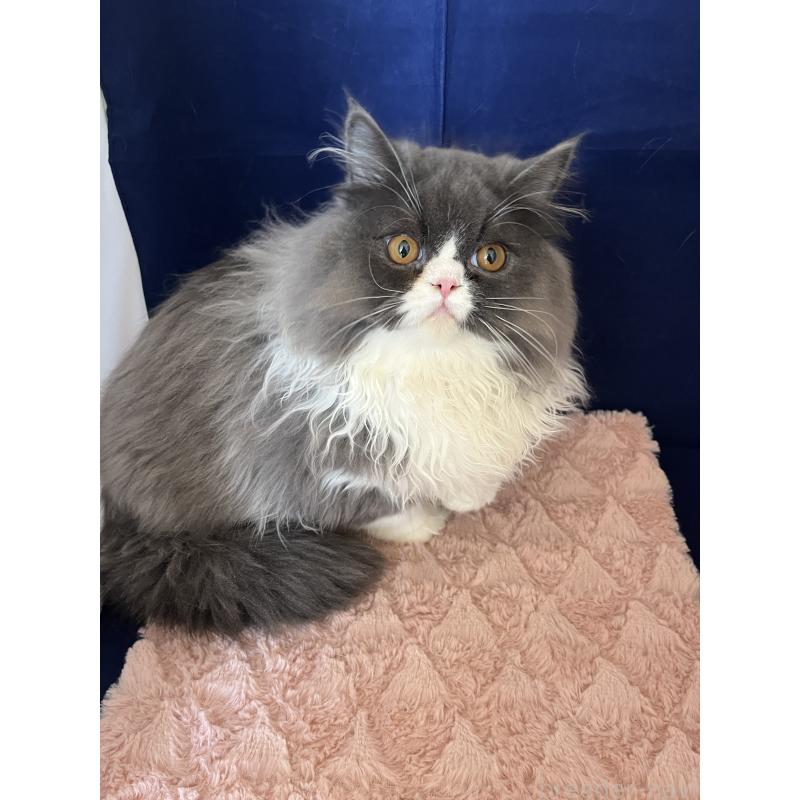 販売中の富山県のフォールデックス-127480