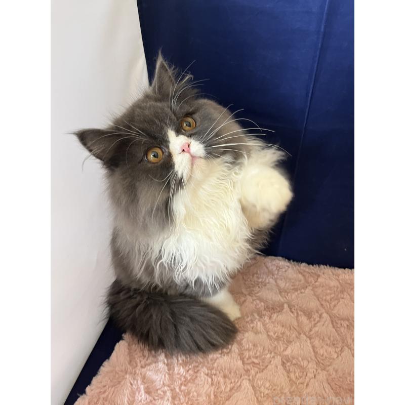 販売中の富山県のフォールデックス-127480の4枚目