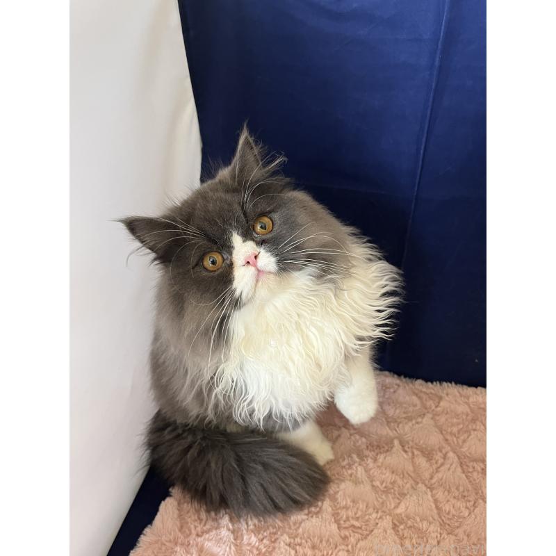 販売中の富山県のフォールデックス-127480の3枚目