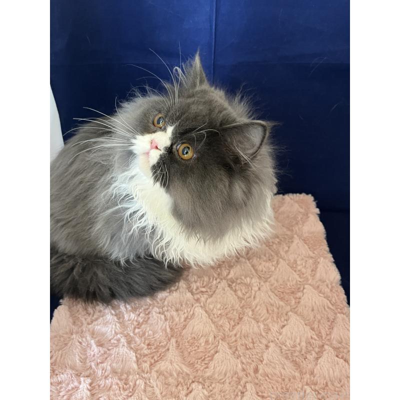 販売中の富山県のフォールデックス-127480の2枚目