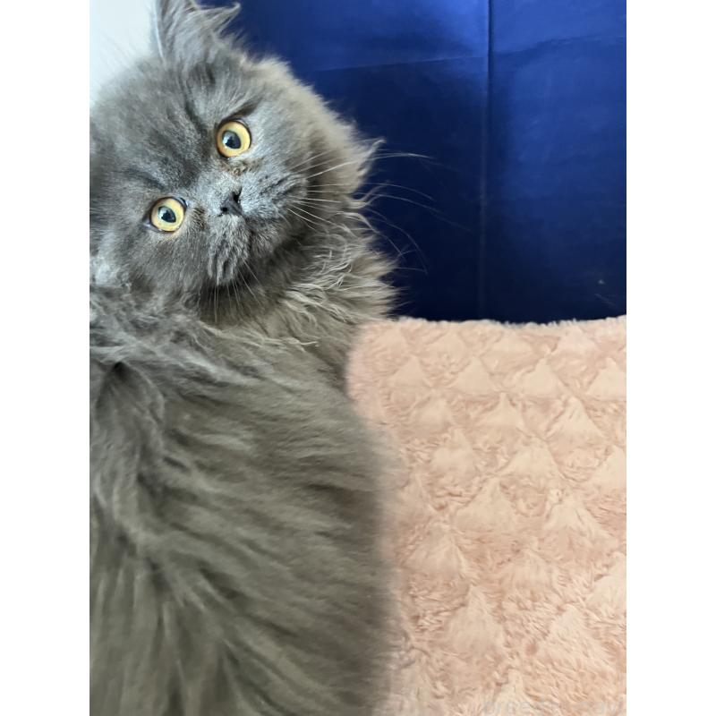 販売中の富山県のフォールデックス-134244