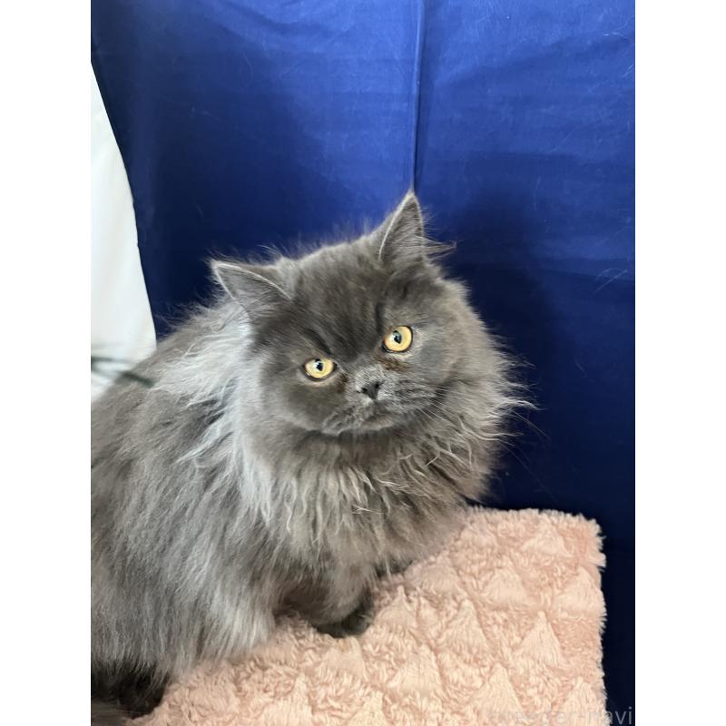 販売中の富山県のフォールデックス-134244の2枚目