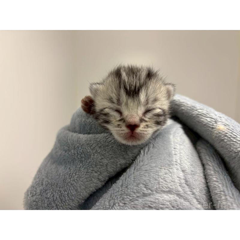 販売中の千葉県のアメリカンショートヘア-134245の11枚目