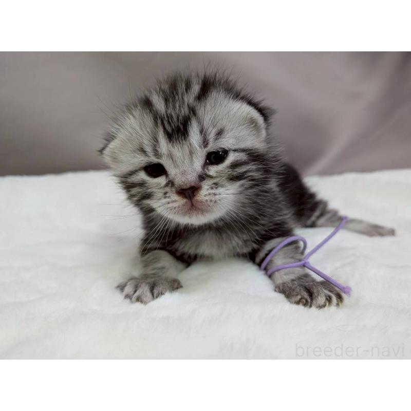 販売中の千葉県のアメリカンショートヘア-134245の10枚目