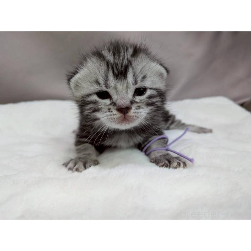 販売中の千葉県のアメリカンショートヘア-134245の9枚目