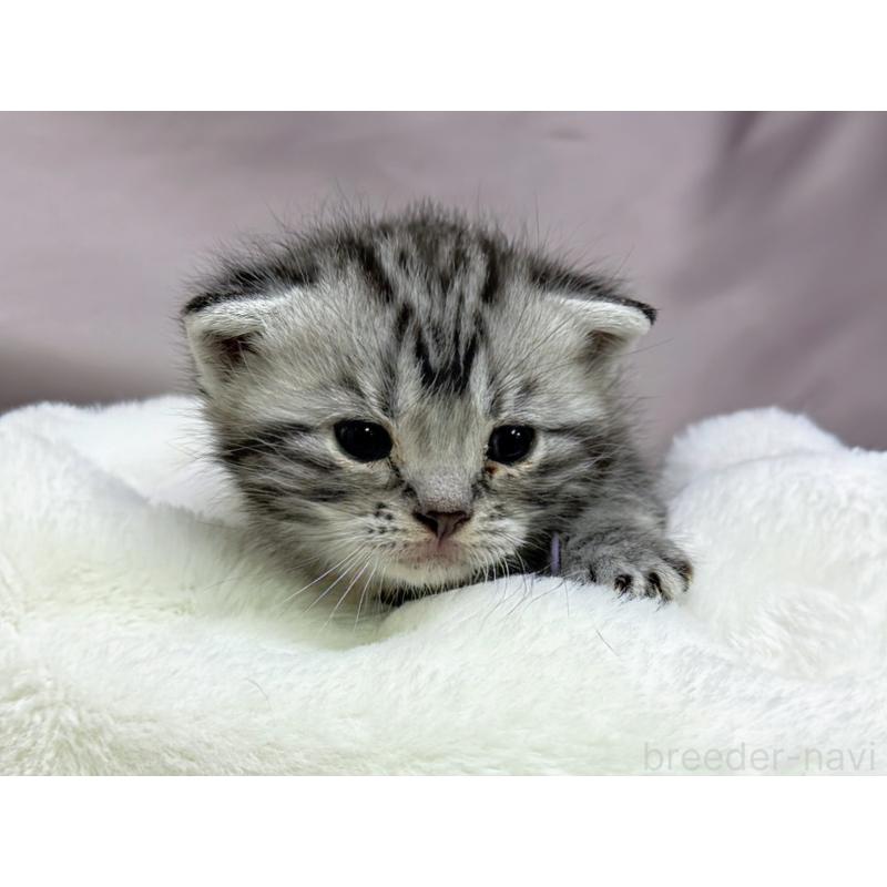 販売中の千葉県のアメリカンショートヘア-134245の6枚目