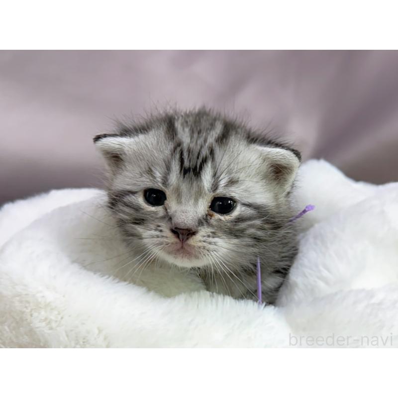 販売中の千葉県のアメリカンショートヘア-134245の5枚目