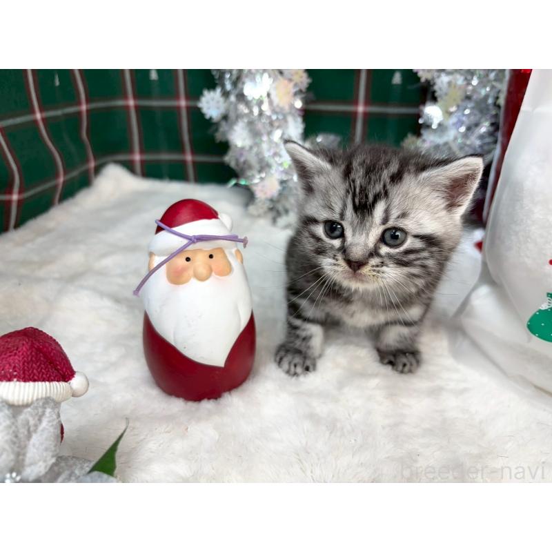 販売中の千葉県のアメリカンショートヘア-134245の3枚目