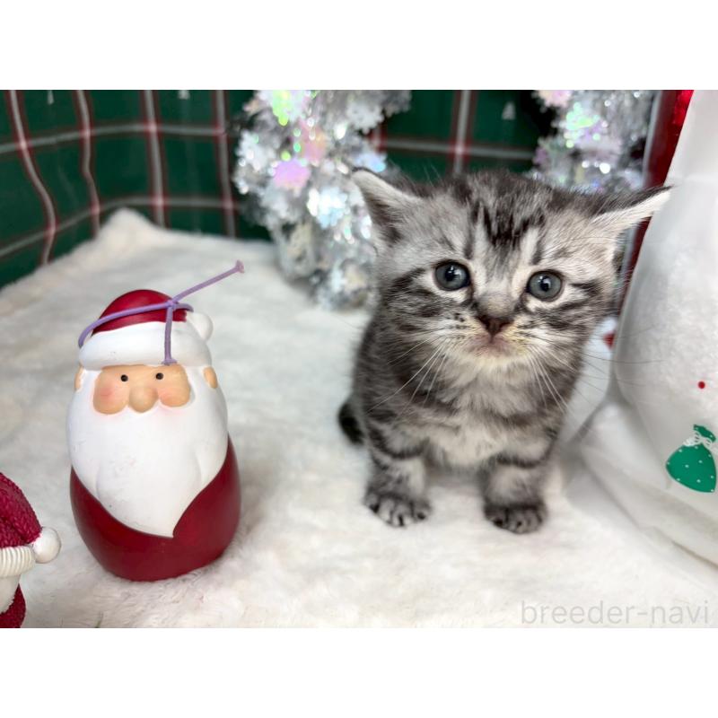 販売中の千葉県のアメリカンショートヘア-134245