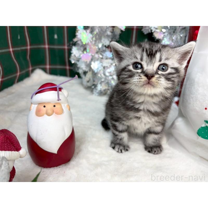 販売中の千葉県のアメリカンショートヘア-134245の2枚目