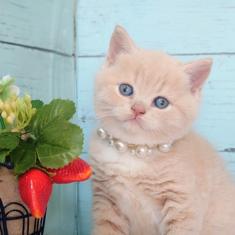 販売中の東京都のマンチカン-134246の1枚目