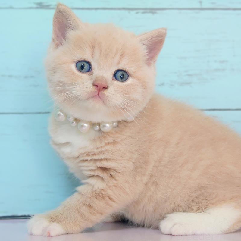 販売中の東京都のマンチカン-134246の5枚目