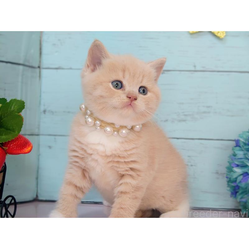 販売中の東京都のマンチカン-134246の4枚目