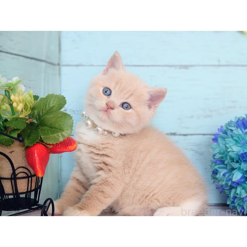 販売中の東京都のマンチカン-134246の3枚目