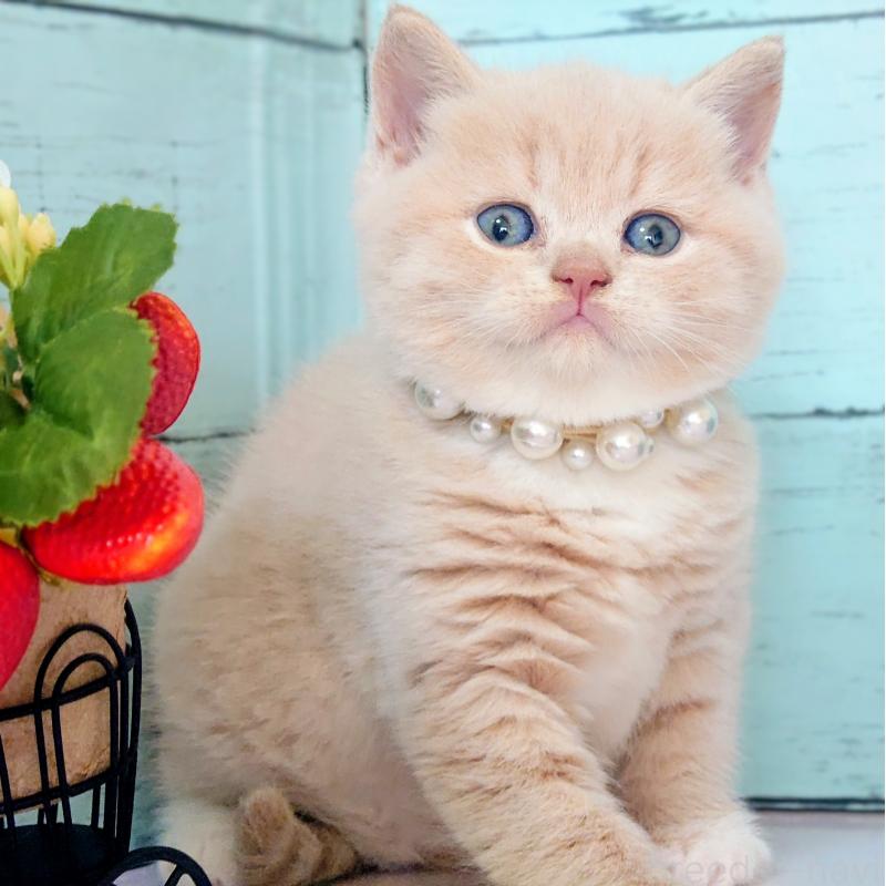 販売中の東京都のマンチカン-134246の2枚目