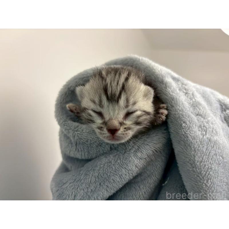 販売中の千葉県のアメリカンショートヘア-134247の11枚目