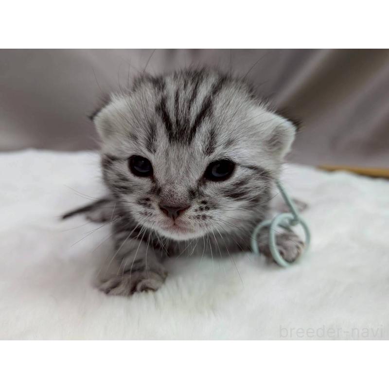 販売中の千葉県のアメリカンショートヘア-134247の10枚目