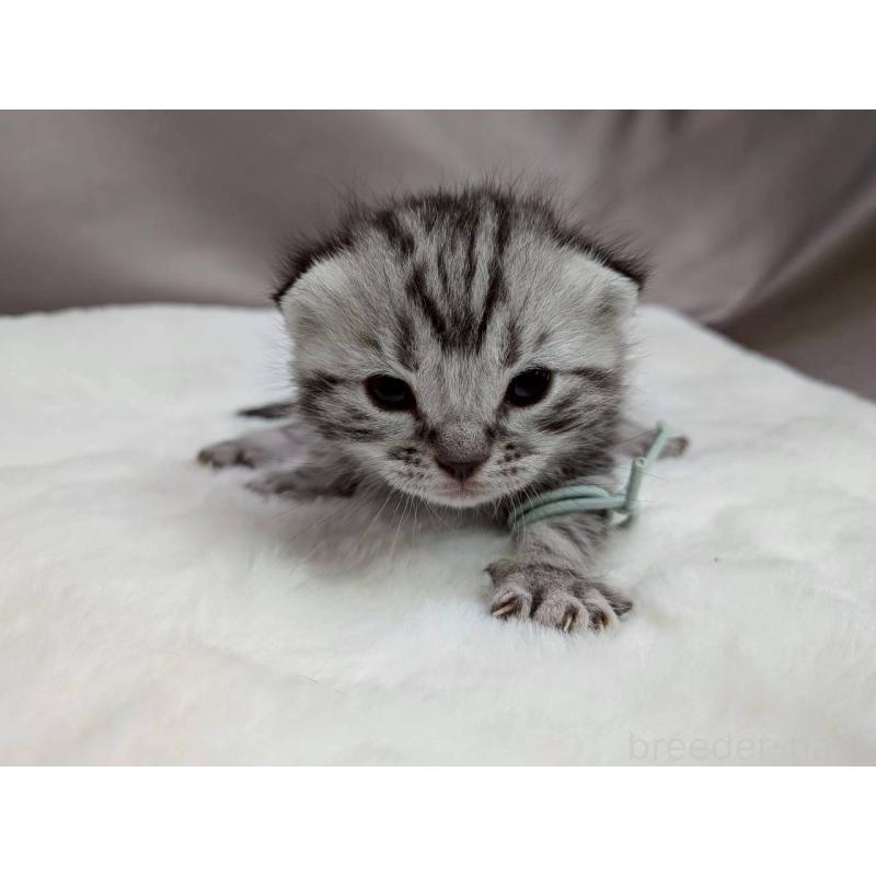 販売中の千葉県のアメリカンショートヘア-134247の9枚目