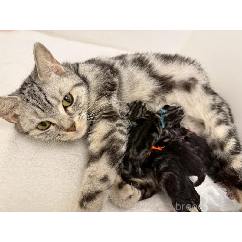 販売中の千葉県のアメリカンショートヘア-134247の8枚目