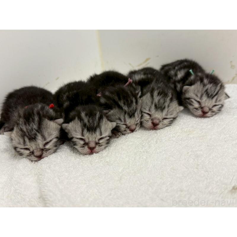 販売中の千葉県のアメリカンショートヘア-134247の7枚目