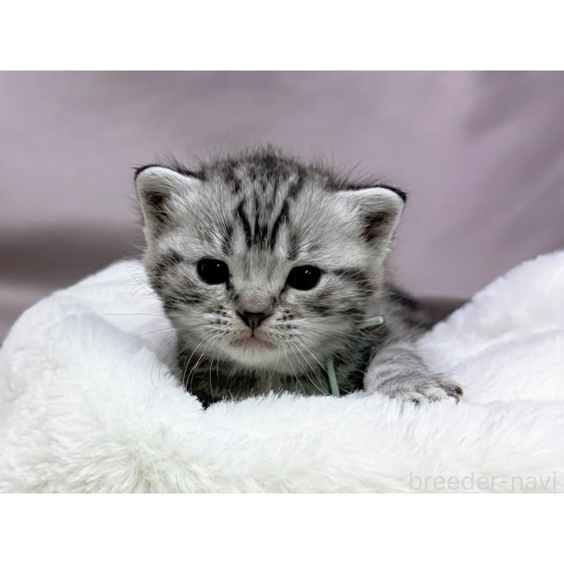 販売中の千葉県のアメリカンショートヘア-134247の6枚目