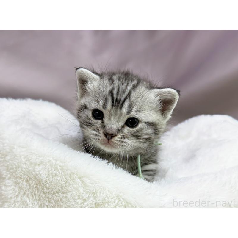 販売中の千葉県のアメリカンショートヘア-134247の5枚目