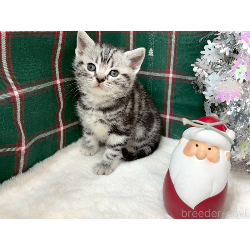 販売中の千葉県のアメリカンショートヘア-134247の3枚目