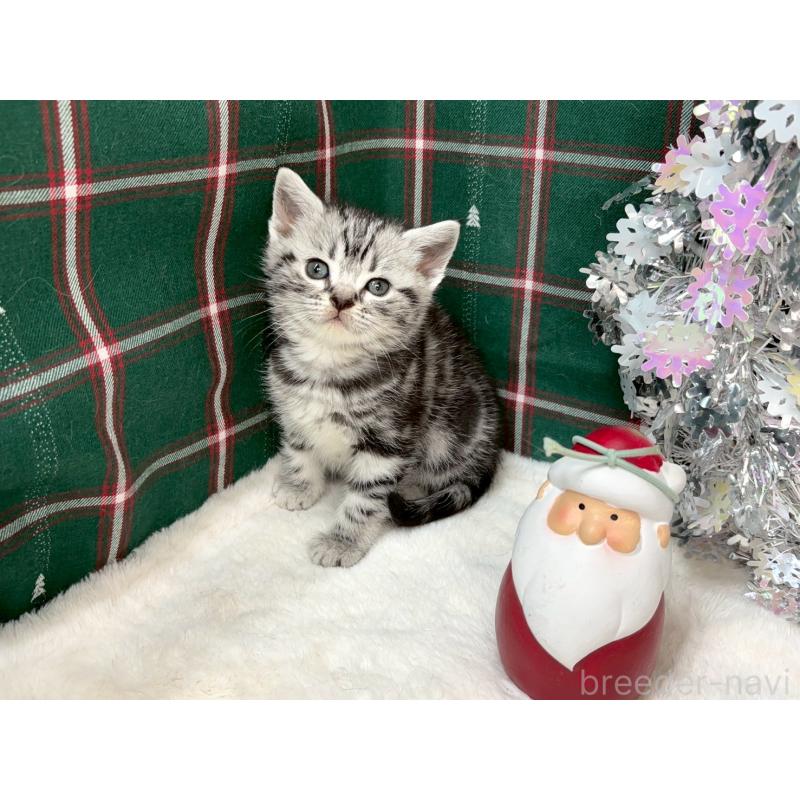 販売中の千葉県のアメリカンショートヘア-134247の2枚目