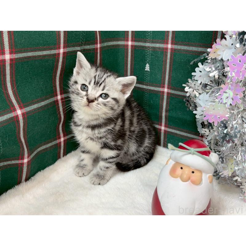 販売中の千葉県のアメリカンショートヘア-134247