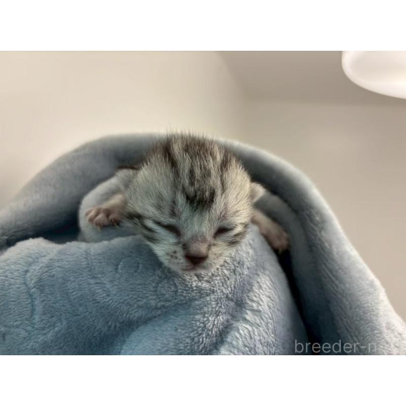 販売中の千葉県のアメリカンショートヘア-134248の11枚目