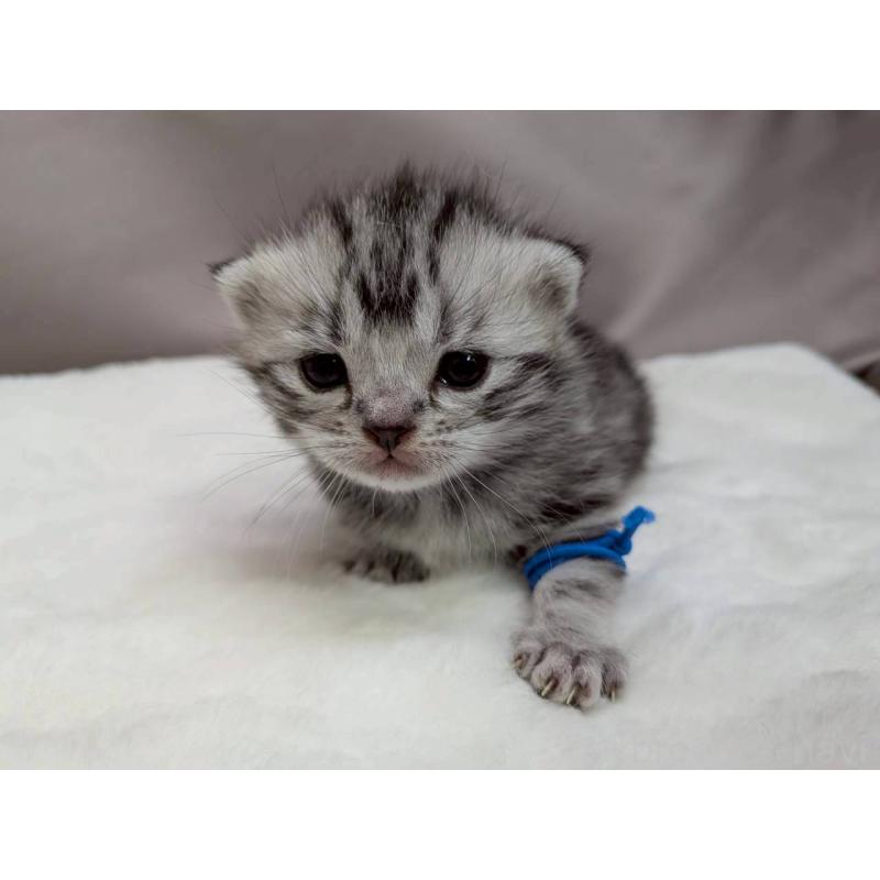 販売中の千葉県のアメリカンショートヘア-134248の9枚目