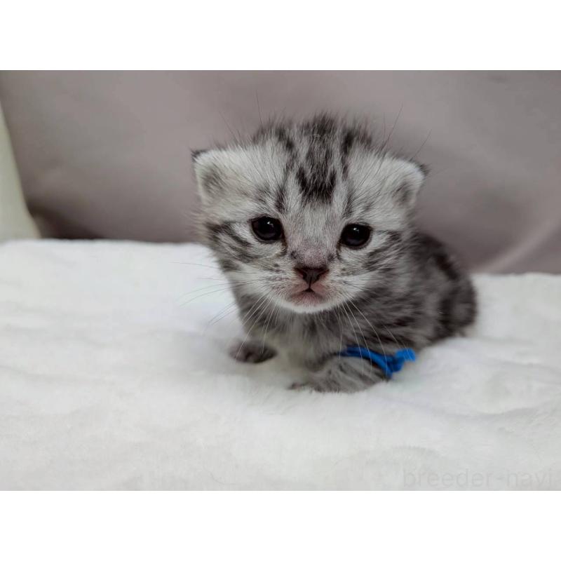 販売中の千葉県のアメリカンショートヘア-134248の10枚目